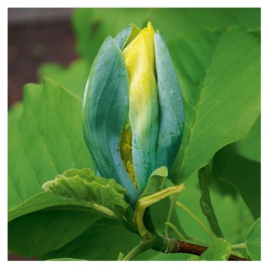 Magnolia drzewiasta (Magnolia acuminata) 